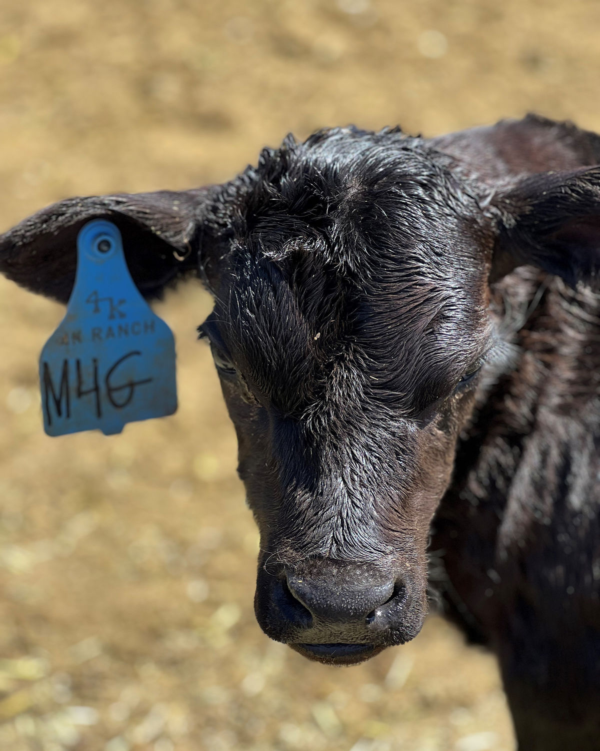 Bulls