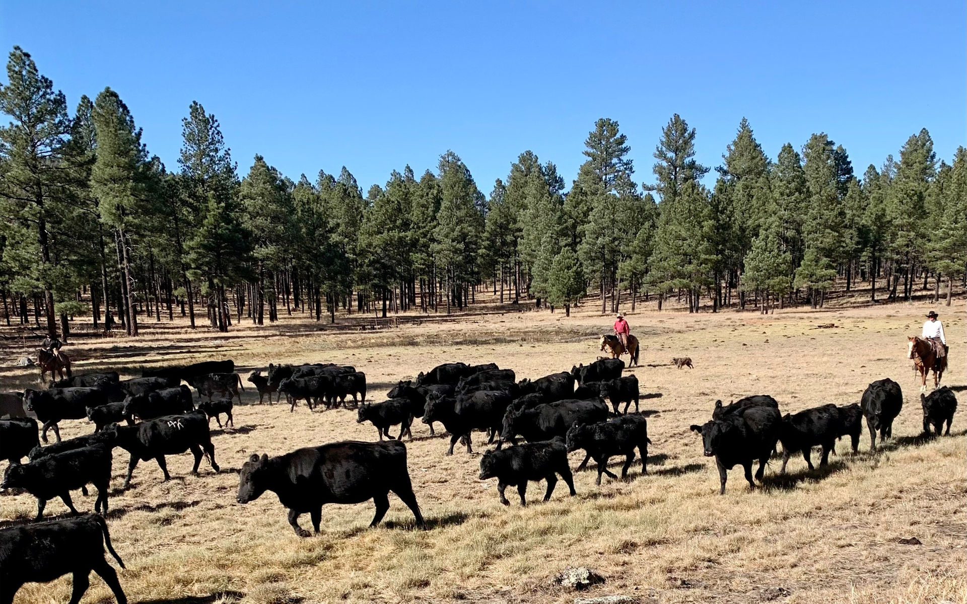 Cattle at Four of a Kind Ranch, Lakeside, Arizona